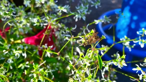 Close Shot Single Bee Sucking Nectar White Flower Petals Bright — Stock videók