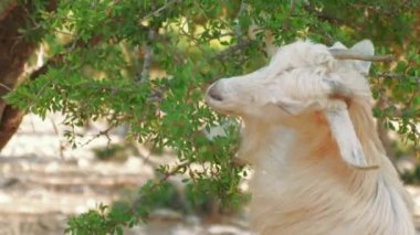 Moroccan goat eats green leaves on the argan tree, Morocco, close up