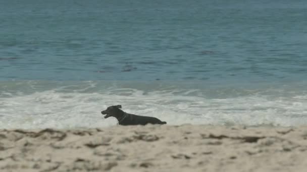 Dog Running Beach Slow Motion Carmel — Stock video
