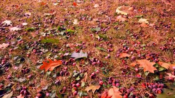 Autumn Leaves Pattern Ground Background — Vídeos de Stock