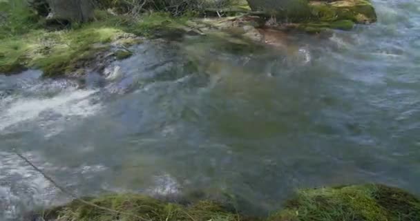 Spring Water Close Time Lapse Stream Patagonia Pristine Pure Water — Vídeo de stock