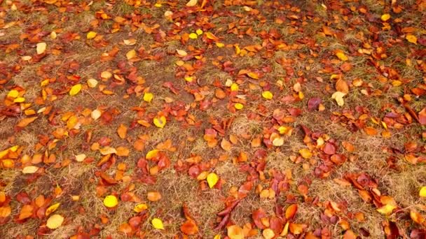Autumn Leaves Pattern Ground Background — стоковое видео