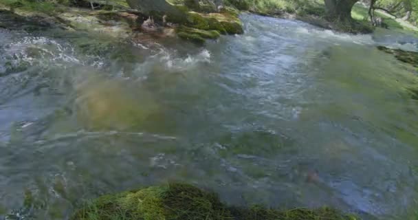 Spring Water Close Patagonia Pristine Pure Water River Minas Slow — Stock Video