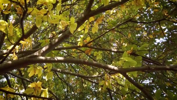 Autumn Sunshine Chestnut Tree — Video