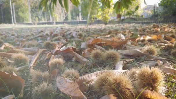 Autumn Sunshine Chestnuts Ground — Vídeo de stock