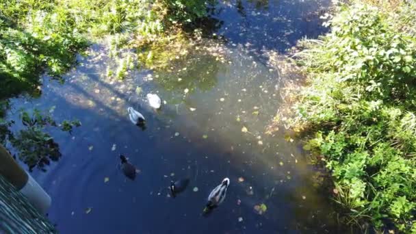 Wild Ducks Eating Swimming Cloudy Lake Plants — Stok video