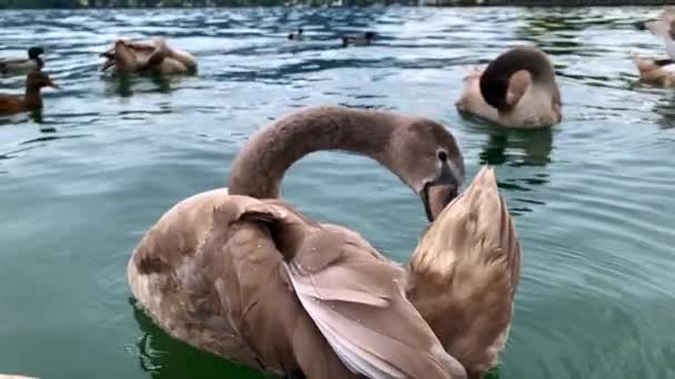 Close Shots Brown Swan Cleaning Itself Mondsee Lake Other Swans — Vídeo de stock