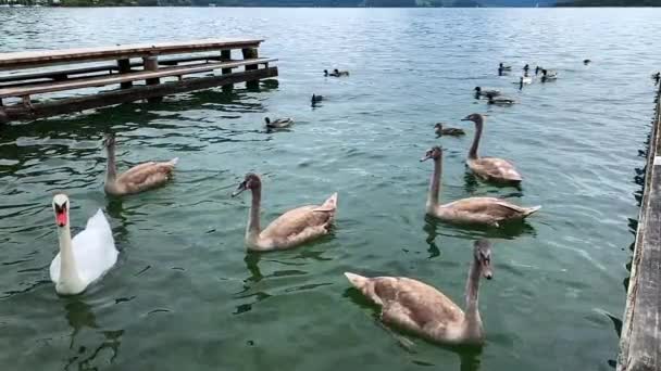 Slow Motion Footage Swans Mondsee Lake Salzburg Austria — Vídeo de Stock