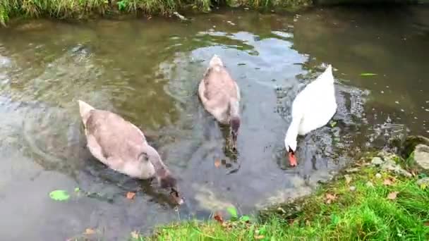 Brown Swans White Swan Eating Grass Leaves Grass Side River — Stock Video