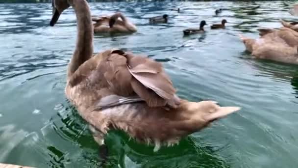 Close Footage Large Brown Swan Shaking Tail While Floating Lake — Wideo stockowe