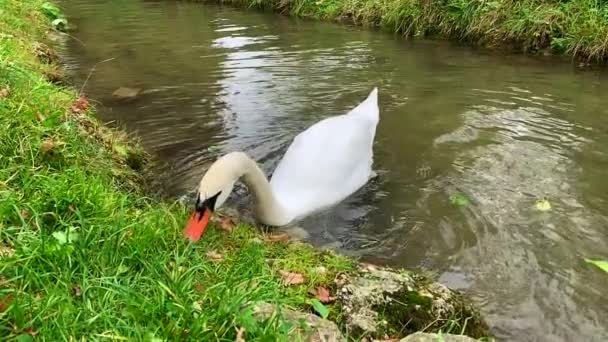 Single White Swan Orange Pick Eating Grass Side Clear Streaming — Vídeos de Stock