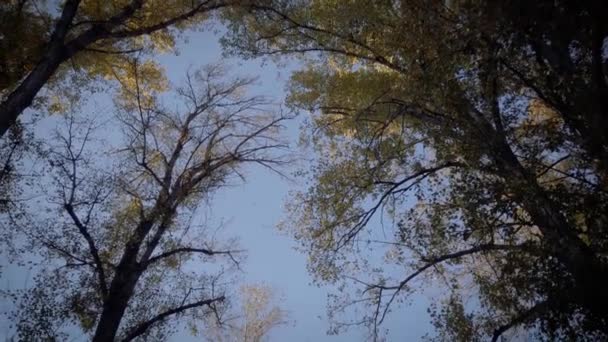 Hojas Caídas Bosque — Vídeos de Stock