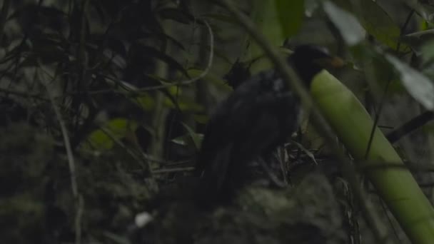Ένα Μαύρο Πουλί Στη Ζούγκλα Αναπνέει Βαριά — Αρχείο Βίντεο