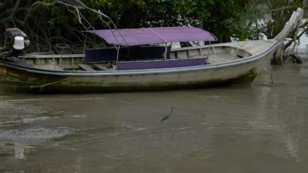 Bird Thailand Hunting Shallow Waters Next Docked Boat Shore — Vídeo de stock