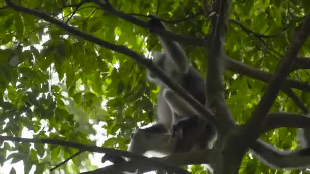 Two Curious Monkeys Enjoying Tree Branches — Video