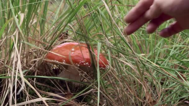 Close Male Hand Touching Mushroom Amanita Muscaria Autumn Day — стоковое видео