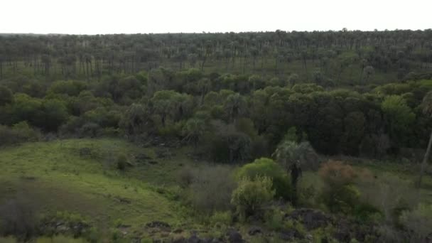 Aerial Palm Grove Argentina Palm Trees Savanna Nature Wildlife Dreamy — Video Stock