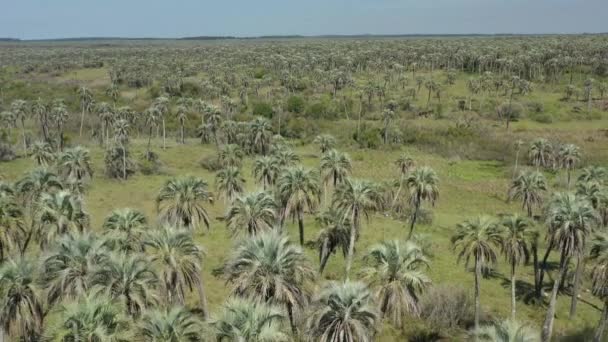 Aerial Palm Grove Argentina Palm Trees Savanna Nature Wildlife Dreamy — Stok video