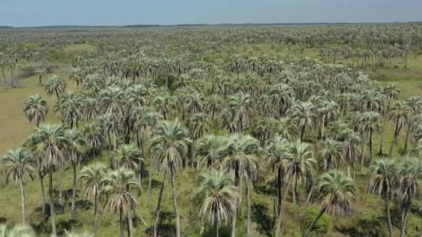 Aerial Palm Grove Argentina Palm Trees Savanna Nature Wildlife Dreamy — Video Stock