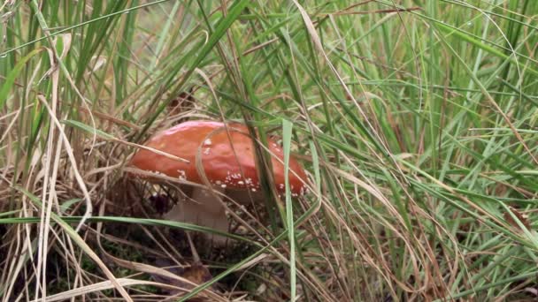 Amanita Muscaria Beautiful Mushroom Growing Tall Grass Autumn Day — Stockvideo