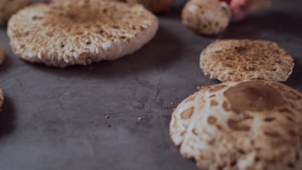 Laying Fresh Mushrooms Table Close — Vídeos de Stock