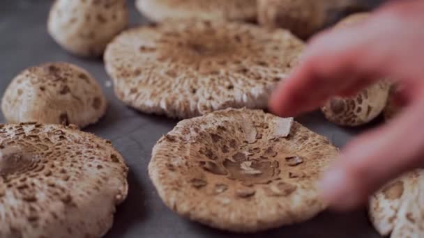 Picking Fresh Mushrooms Macrolepiota Procera Table Slide Close — Stok video