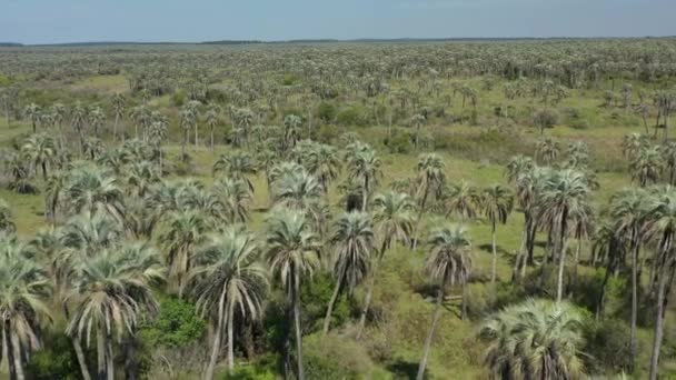 Aerial Palm Grove Argentina Pohon Palem Savana Alam Satwa Liar — Stok Video