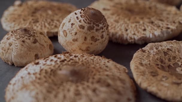 Hand Picked Mushrooms Macrolepiota Procera Table Slide Close — стоковое видео