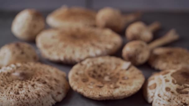 Fresh Mushrooms Macrolepiota Procera Table Dolly Push Close — Stockvideo