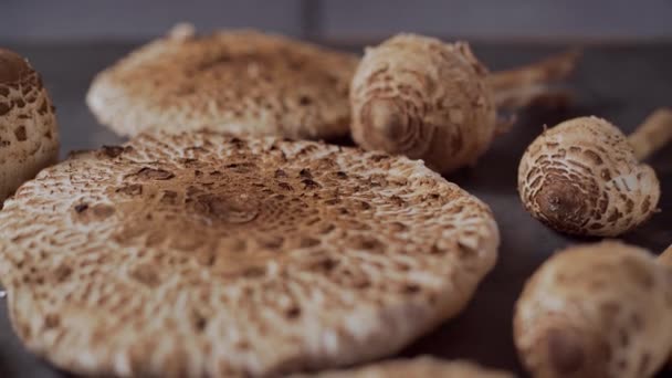 Fresh Mushrooms Macrolepiota Procera Table Dolly Backward Close — Stok video