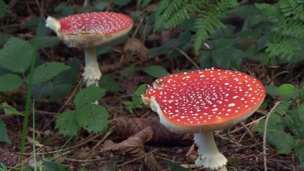 Two Full Grown Fly Mushrooms Bite Marks Amanita Muscaria — Stockvideo