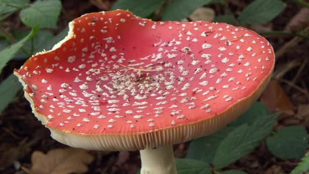 Amanita Muscaria Close Full Grown Fly Agaric Bite Marks — Stockvideo