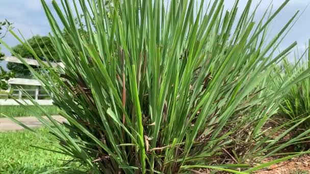 Close Shot Lemon Grass Plant — Vídeo de stock