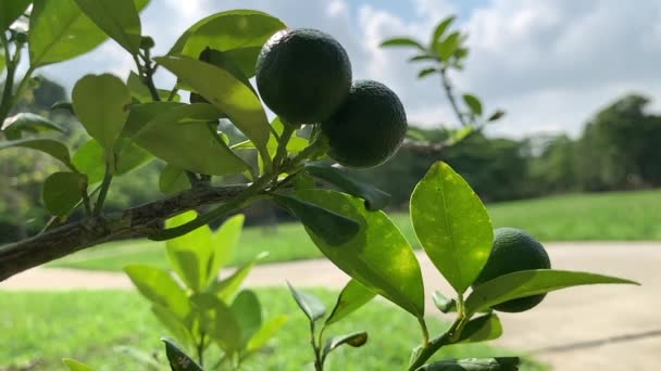 Tree Green Philippine Calamansi Plant Pathway Green Forest Background — Vídeo de Stock
