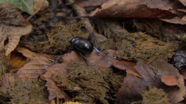 Dung Beetle Crawling Fresh Feces Leaves Close Static Shot — Stockvideo