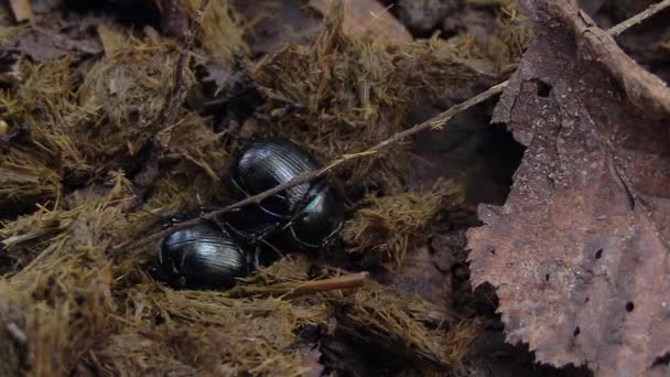 Two Dung Beetles Digging Fresh Dung Close — ストック動画