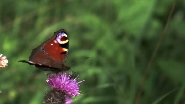 Red Admiral Butterfly Slow Motion Pollinating Flower Batting Its Wings — Stockvideo