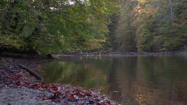 Colorful Trees Reflect Pond Shore Covered Leaves Low Angle — Video