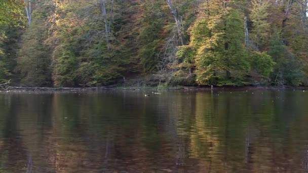 Trees Background Hill Autumn Colors Reflect Shallow Pond — Stockvideo
