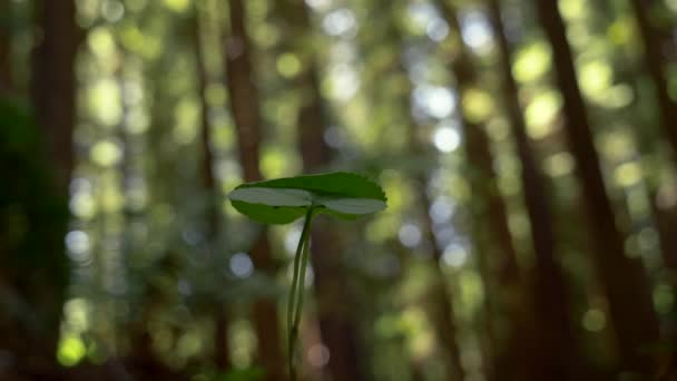 Tree Sapling Surrounded Forest Tall Redwoods Zoom — Vídeo de Stock