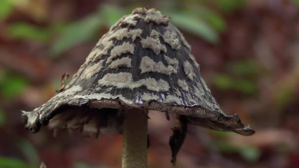 Magpie Inkcap Coprinopsis Picacea Encircled Small Insects — Vídeo de Stock