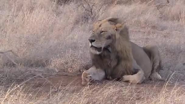 Male Lion Resting Windy Conditions Static — ストック動画