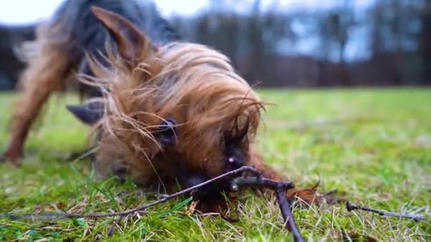 Amazing Yorkshire Terrier Dog Bites Tiny Tree Branches Backyard Home — Vídeo de Stock