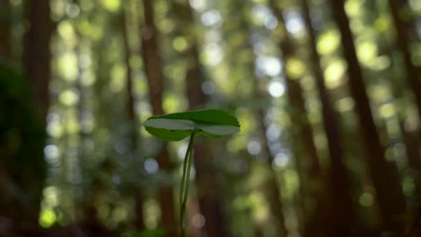 Tree Sapling Growing Forest Tall Redwoods Blurry Background — Vídeo de Stock