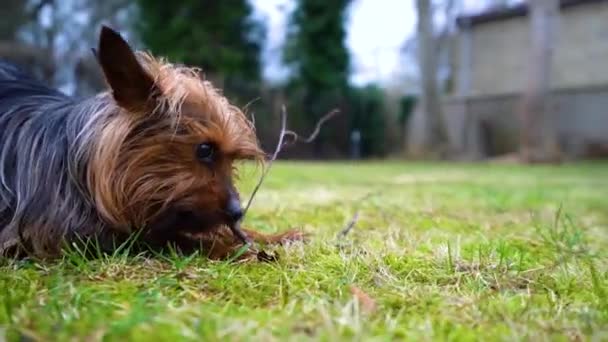 Amazing Yorkshire Terrier Dog Bites Tiny Tree Branches Backyard Home — Vídeo de Stock