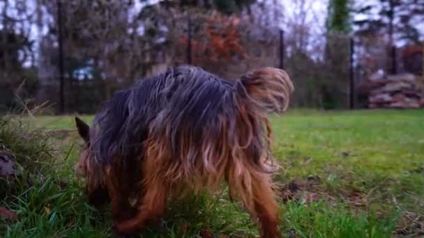 Tiny Yorkshire Dog Companion Pee Tree Slow Motion — Video Stock