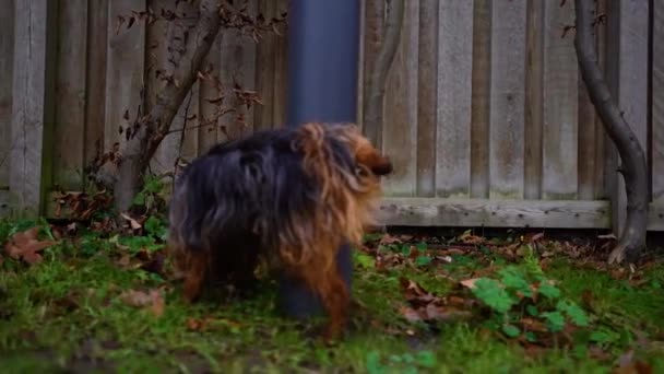 Cute Yorkshire Terrier Dog Lighten Body Light Pole Slow Motion — ストック動画