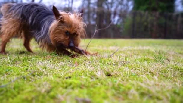 Amazing Yorkshire Terrier Dog Bites Tiny Tree Branches Backyard Home — Wideo stockowe