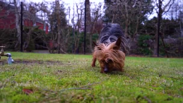 Yorkshire Terrier Dog Sniffs Grass Close Slow Motion — Stockvideo