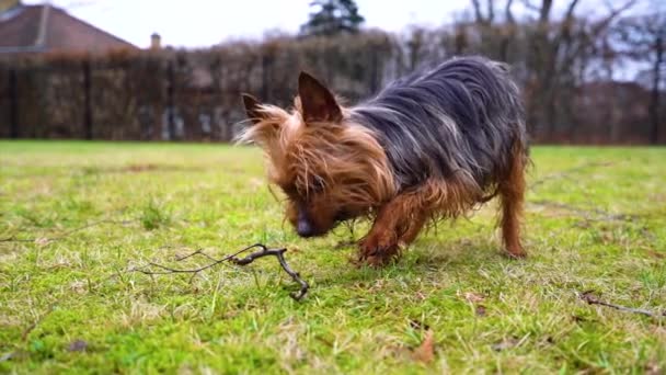 Calm Yorkshire Terrier Licks Chews Garden Slow Motion — 图库视频影像